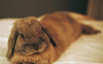 如何訓練兔子定點上廁所？專業獸醫師教你輕鬆上手！