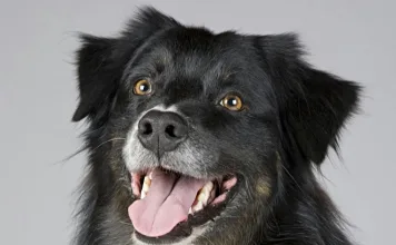 血腦屏障保護狗狗腦部健康！ABCB1基因突變讓藥物毒性風險升高