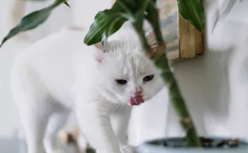 寵物慢性腎病早期症狀難發現?尿液miRNA檢驗有望助精準鑑別 寵物慢性腎病早期症狀難發現?尿液miRNA檢驗有望助精準鑑別