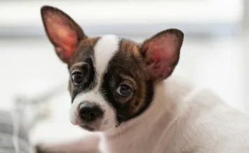 貓狗肝臟檢驗數值異常代表什麼？一次搞懂寵物肝臟酵素檢驗指標！