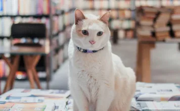 貓咪潘朵拉症候群(Pandora Syndrome):了解並改善貓的壓力相關健康問題 貓咪潘朵拉症候群(Pandora Syndrome):了解並改善貓的壓力相關健康問題