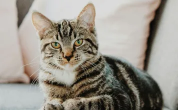 貓咪癲癇發作症狀、治療與藥物治療選則