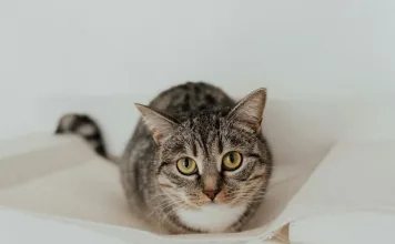 如何透過益生菌、益生元與後生元改善貓咪腸胃健康? 如何透過益生菌、益生元與後生元改善貓咪腸胃健康?