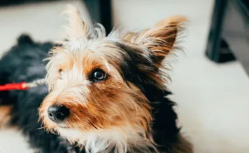 狗狗皮膚變紅腫?當心狗狗光敏感!狗狗光敏感的風險因子、症狀與治療方式 狗狗皮膚變紅腫?當心狗狗光敏感!狗狗光敏感的風險因子、症狀與治療方式