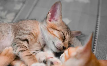 貓咪上呼吸道疾病元兇：貓卡里西病毒（貓杯狀病毒）感染的5大症狀與治療方法