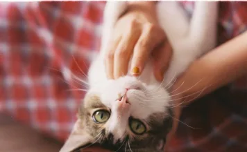 貓咪眼睛紅腫流淚,當心眼角膜潰瘍!貓咪角膜潰瘍常見症狀與治療方式 貓咪眼睛紅腫流淚,當心眼角膜潰瘍!貓咪角膜潰瘍常見症狀與治療方式