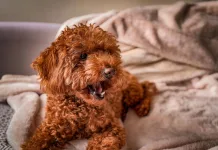 犬類肝皮症候群：早期診斷與治療是關鍵