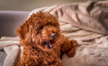 犬類肝皮症候群：早期診斷與治療是關鍵