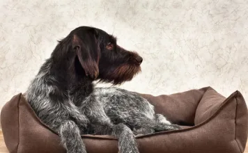 狗狗異位性皮膚炎藥物比較:Ilunocitinib 與 Oclacitinib 的療效與安全性比較 狗狗異位性皮膚炎藥物比較:Ilunocitinib 與 Oclacitinib 的療效與安全性比較