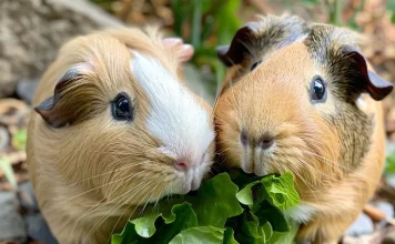 天竺鼠常見疾病及預防與治療指南