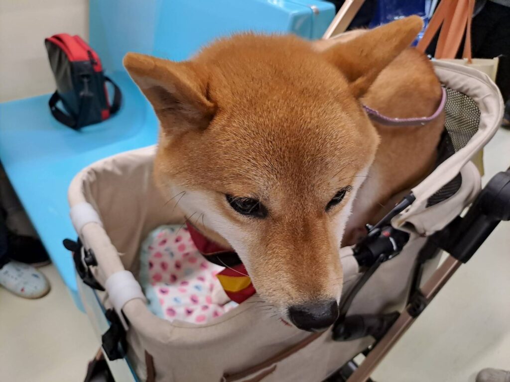 捷運寵物推車搭乘規範