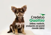 Elanco推出全新Credelio Quattro™：業界首款涵蓋六種寄生蟲的咀嚼錠