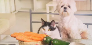 毛寶貝過年加菜？新北動保處提醒這些飲食禁忌不可不知！