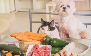 毛寶貝過年加菜？新北動保處提醒這些飲食禁忌不可不知！