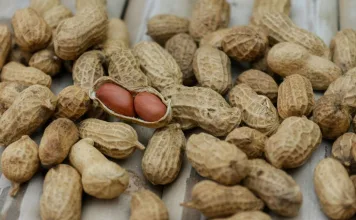 狗狗可以吃花生嗎？哪些花生產品對狗狗有害？