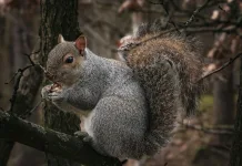 立法院三讀通過「野生動物保育法」修正案，健全管理並尊重原住民族文化