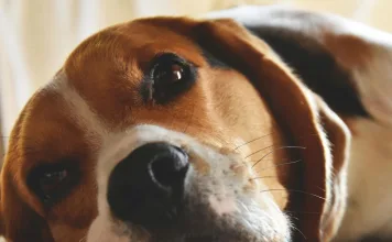 血管肉瘤具高侵襲性，內臟型與皮膚型血管肉瘤差異一次看