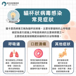 貓卡里西病毒感染的臨床症狀