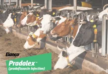 Elanco推新型抗生素Pradalex™，助畜牧業對抗呼吸道疾病