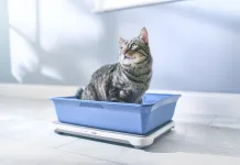 Purina Petivity 智能貓砂監測系統榮獲 2025 年度產品大獎