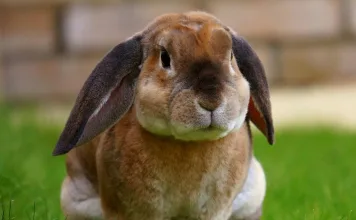 兔子可以吃芹菜嗎？如何安全餵食芹菜避免影響鈣質吸收？