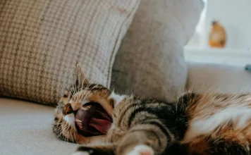 貓咪發炎疾病的新指標？紅血球沉降速率如何幫助診斷貓咪發炎疾病