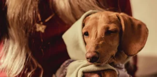 狗狗肛門囊腺癌的7大症狀，犬肛門囊腺癌的存活期與治療方式