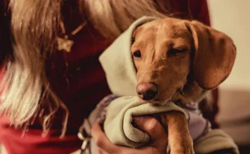 狗狗肛門囊腺癌的7大症狀，犬肛門囊腺癌的存活期與治療方式