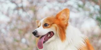 2026全台寵物友善賞櫻景點整理！帶寵物出遊必訪的賞櫻勝地！