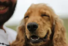 你的寵物未來誰來照顧？當飼主無法繼續照顧時，「寵物信託」讓愛寵有保障！