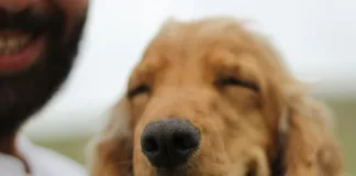 你的寵物未來誰來照顧？當飼主無法繼續照顧時，「寵物信託」讓愛寵有保障！