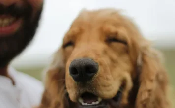 你的寵物未來誰來照顧?當飼主無法繼續照顧時,「寵物信託」讓愛寵有保障! 你的寵物未來誰來照顧?當飼主無法繼續照顧時,「寵物信託」讓愛寵有保障!