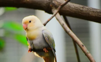 2025全台鸚鵡咖啡廳推薦:帶愛鳥一起享受療癒時光! 全台鸚鵡咖啡廳推薦:帶愛鳥一起享受療癒時光!