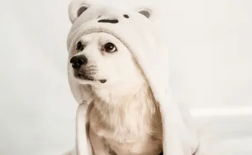 狗狗范康尼氏症候群是什麼?症狀與治療方式有哪些? 狗狗范康尼氏症候群是什麼?症狀與治療方式有哪些?