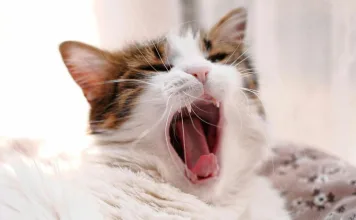 貓咪皮膚抽動、焦躁不安？可能是貓感覺過敏症在作怪！