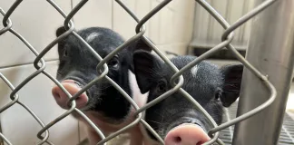 「終養不棄養」！新北動保處籲慎養麝香豬，違法棄養最高罰15萬