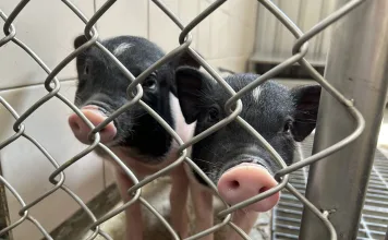 「終養不棄養」！新北動保處籲慎養麝香豬，違法棄養最高罰15萬