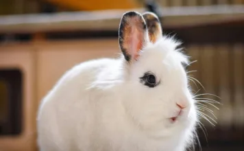 兔子突然不進食，當心腸胃停滯！症狀、治療方式一次看