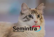 可同時治療貓咪腎病與高血壓！百靈佳殷格翰SEMINTRA®口服溶液獲新適應症核准