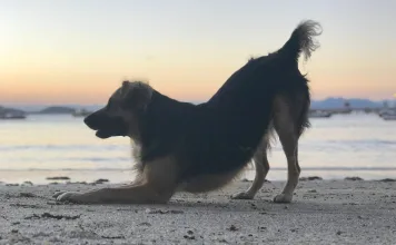 如何降低狗狗關節疾病風險？獸醫推薦的最佳保健策略！