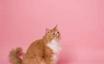 如何預防與治療貓咪下泌尿道疾病？貓咪4種常見下泌尿道疾病類型比較一次看