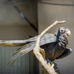 寵物鳥受傷怎麼辦？4大常見外傷與急救處理指南！