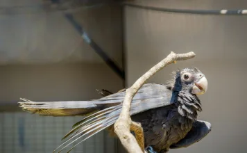 寵物鳥受傷怎麼辦？4大常見外傷與急救處理指南！