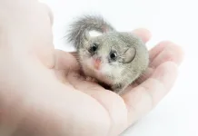 拇指松鼠（卡倫睡鼠）飼養指南