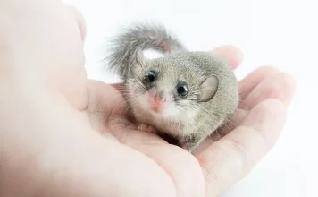 拇指松鼠（卡倫睡鼠）飼養指南
