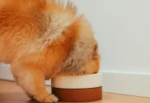 無穀飼料真的健康嗎？狗狗擴張型心肌病變與飲食的關聯