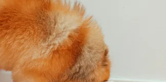 無穀飼料真的健康嗎？狗狗擴張型心肌病變與飲食的關聯