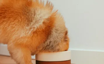 無穀飼料真的健康嗎？狗狗擴張型心肌病變與飲食的關聯