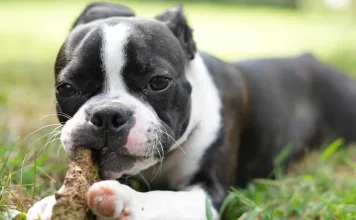狗狗年齡怎麼算最準？電腦斷層掃描牙髓體積比，助獸醫精準判斷狗狗年齡