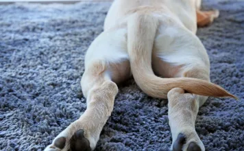 認識狗狗馬尾症候群：致病原因、症狀與治療方式一次看